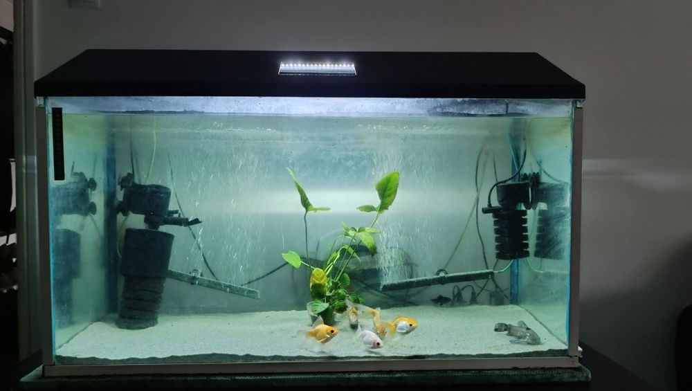 Vând acvariu 200L cu toate accesoriile