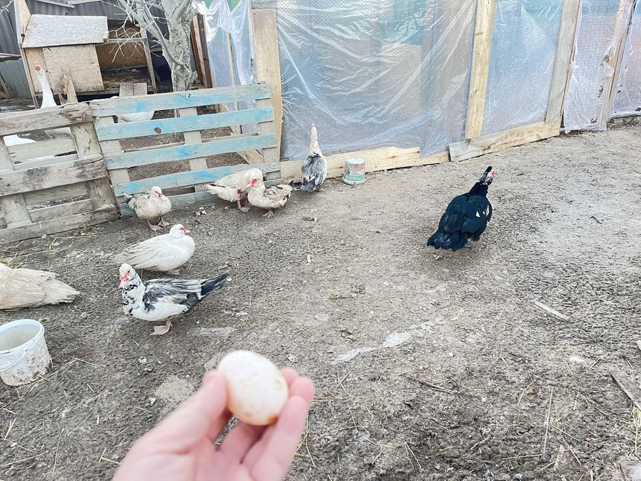 Индаутка жумырткасы бар аралас