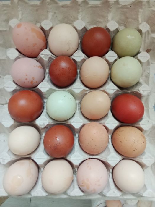 Инкубационное яйцо куриное