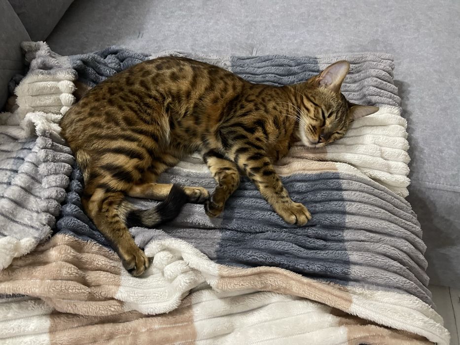 Бенгальские котята