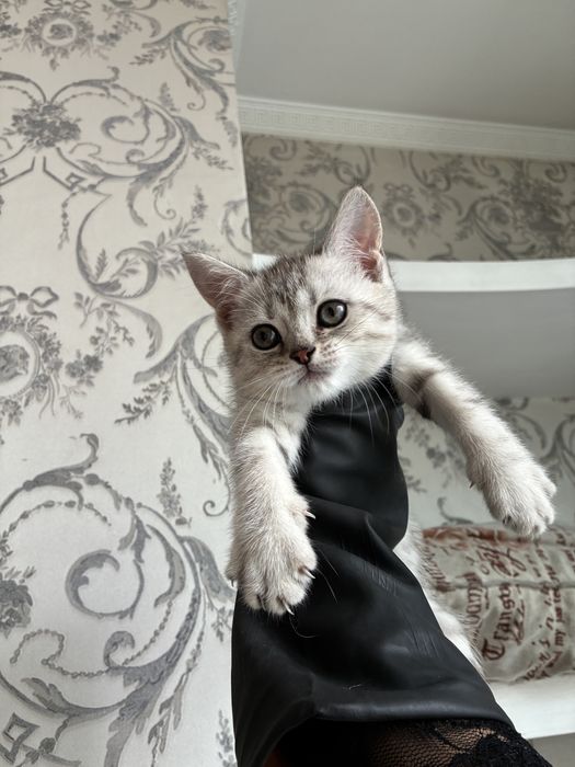 Британский котёнок, девочка, 2 месяца, с документами