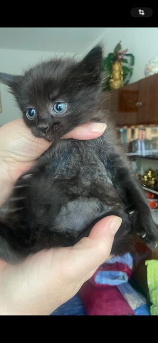 котята маленькие