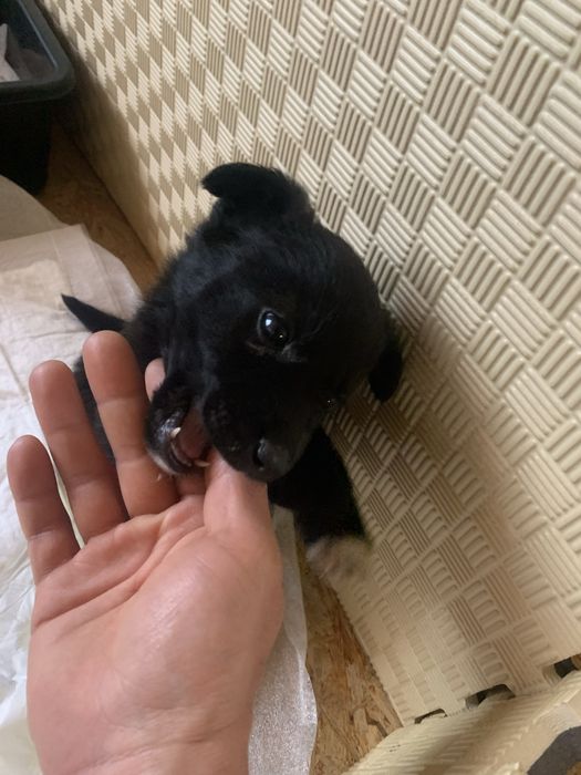 Отдам щенка подкидыша