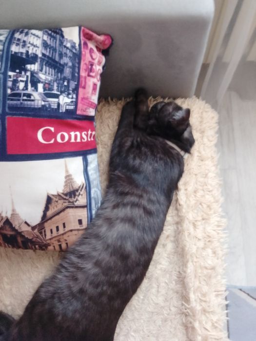 отдам котенка бесплатно