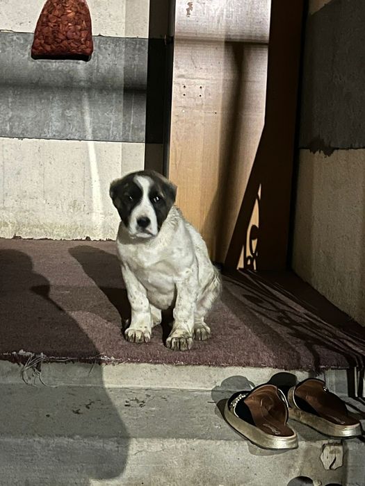 Алабай кангал смешка