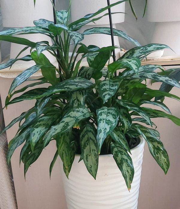 Домашние комнатные цветы