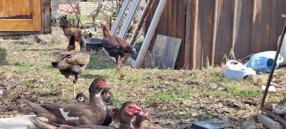 Продам уток индаутки