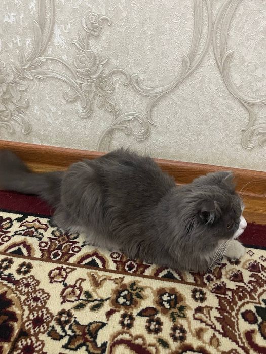 Шотланский.            .