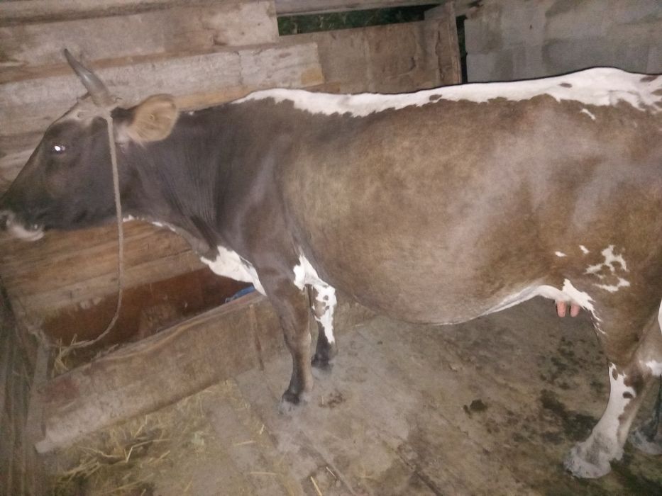 Продам корову Стельная