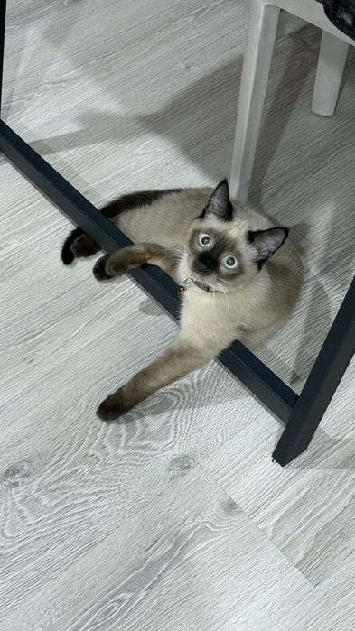 Кот Сиямский, 6 месяца