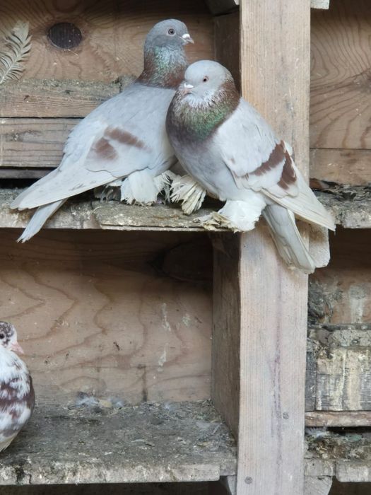 Продам голубей бойных