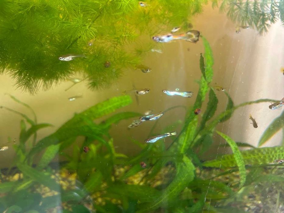 Гупи, растения за аквариум