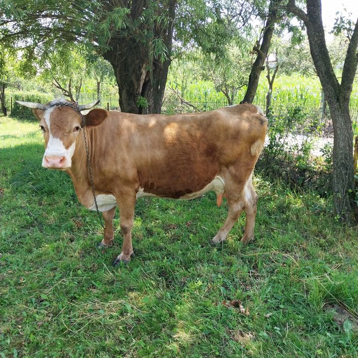 Vând vaca bună tanara