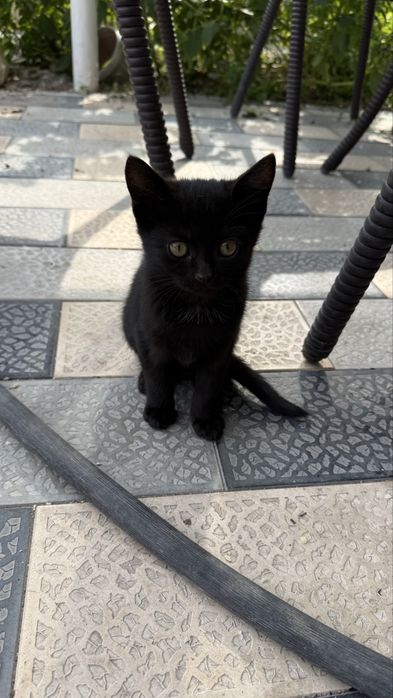 Котята черные в добрые руки