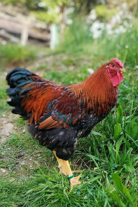 Cocos Wyandotte Auriu Negru