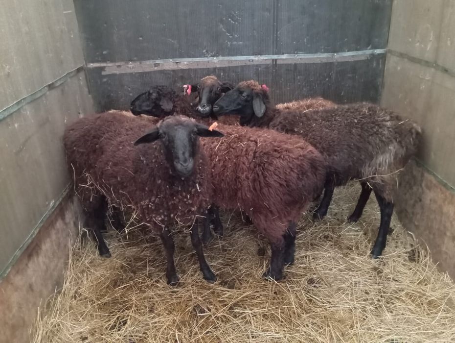 Семіз қой тоқты сатылады