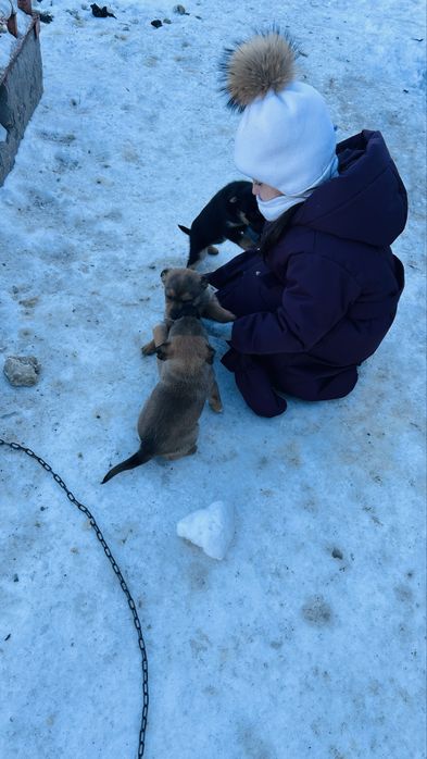 Отдам в добрые руки