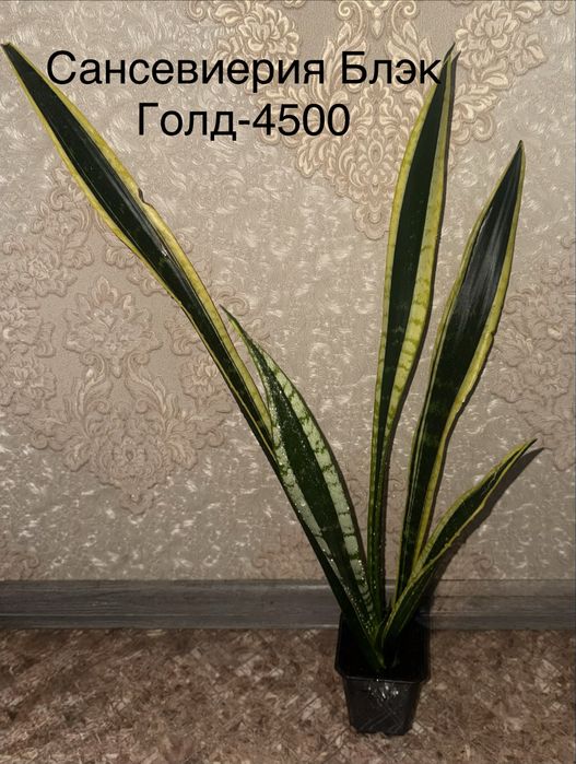 Сансевиерии продам