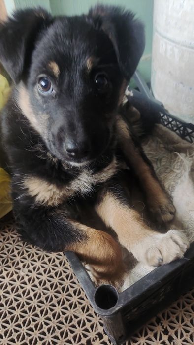 Отдам щенка в добрые руки, очень добрый и ласковый