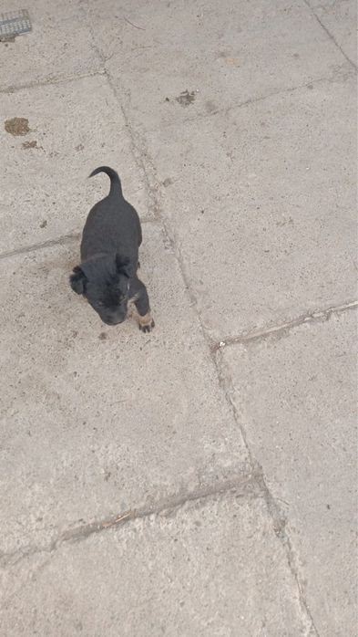 Отдам щенят  1,6 месяца