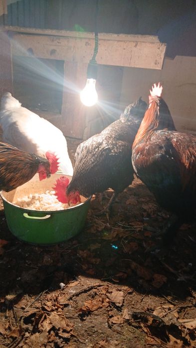 Продам петухов домашние