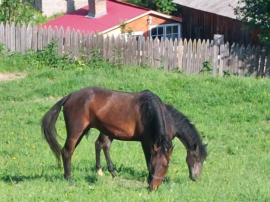 Iapa lipitan Neapolitano