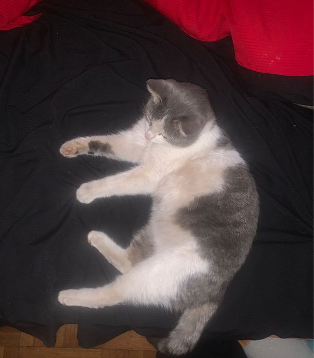 Найден кот! Ищу хозяев или усыпят!