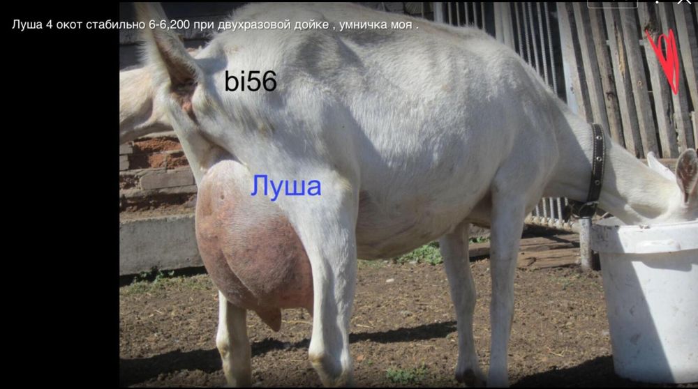 Козье молоко продам