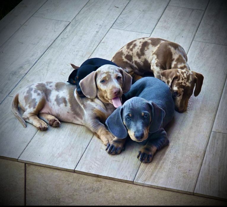 Teckel mini Dachshund
