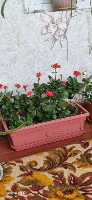 Домашние цветы коланхое