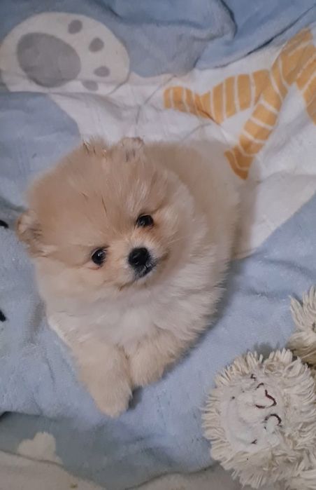 Померан мини мъжко и женско