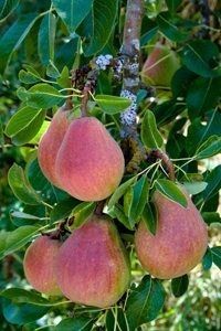 Pomi Fructiferi Clasici