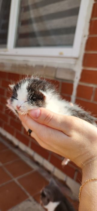 Отдам котят в добрые руки