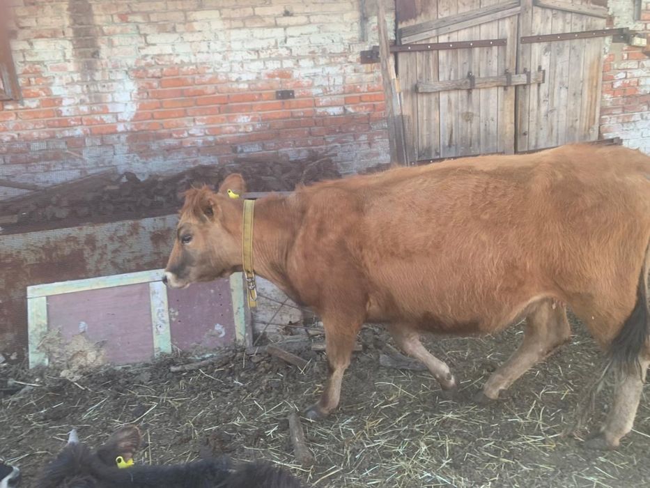 Продам корову 3 года