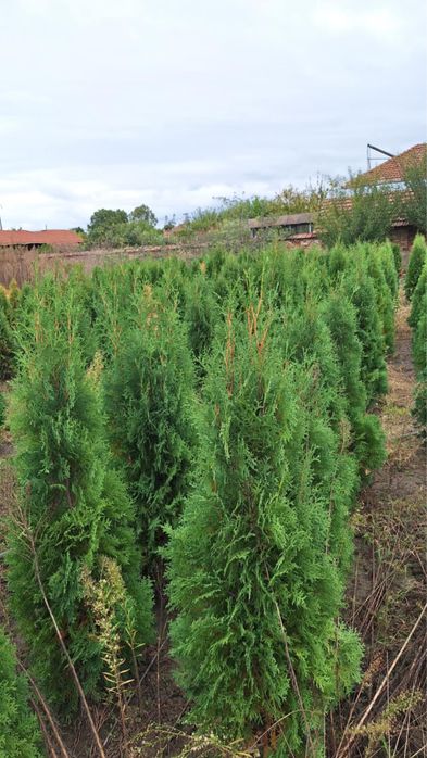 Туя, западна смарагд