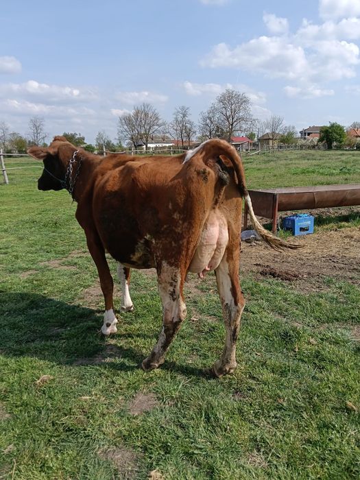 Vand 2 vaci cu lapte