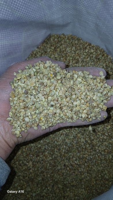 Эспарцет ұрық бар