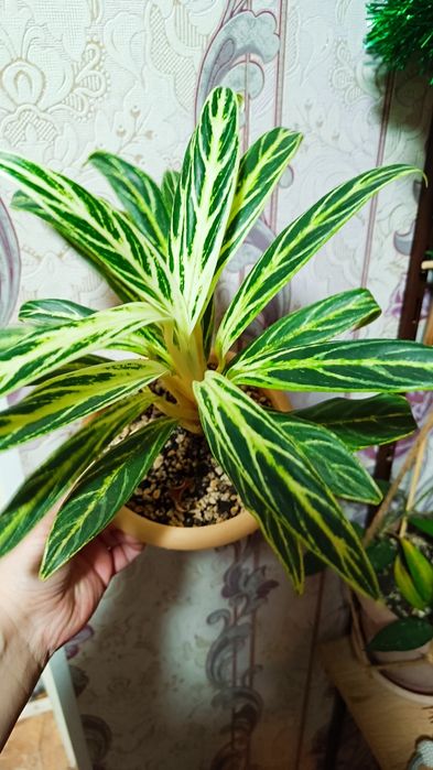 Аглаонема Bai Kaw