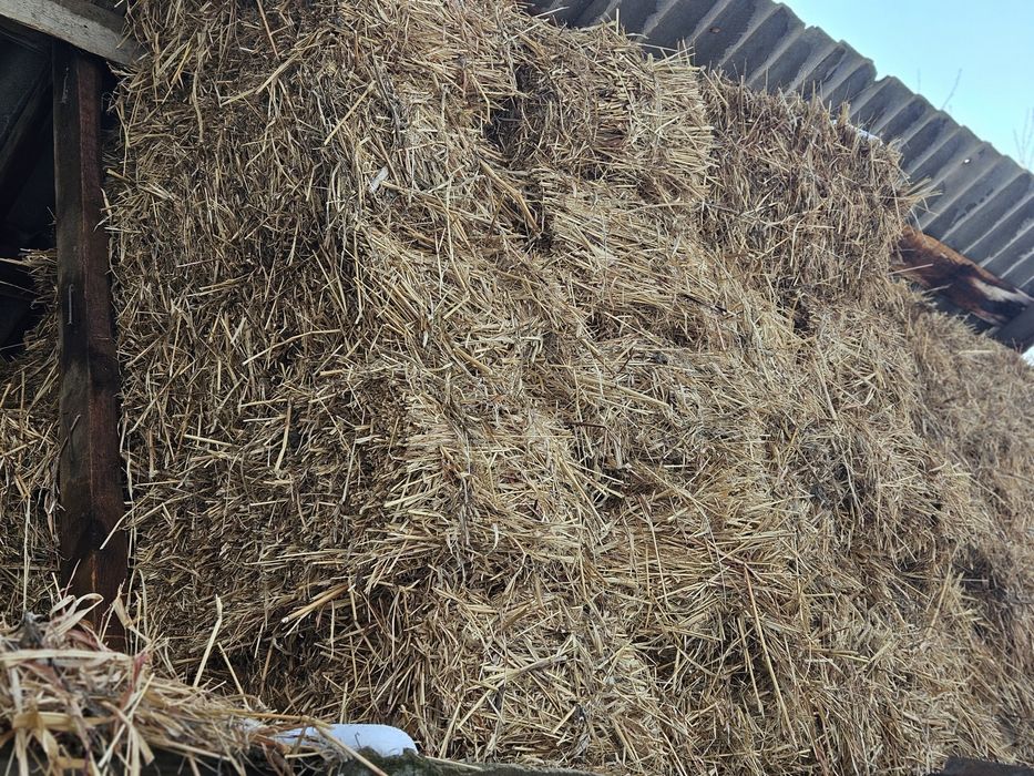 Тюки клевер суданка