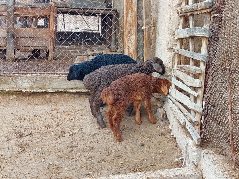 Қозылар сатылады