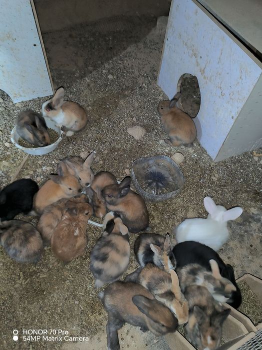 Quyonlar Burgun, sames-samka quyonlar