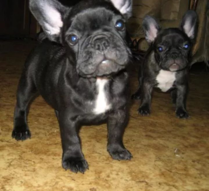 Французский бульдог