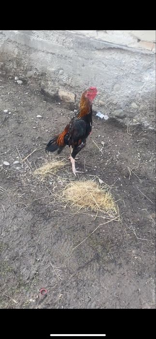 Молодой джуджа