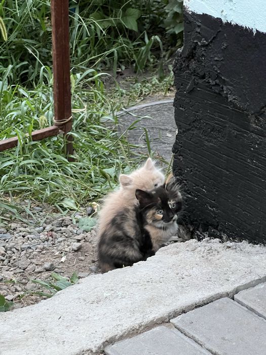 Милейшие котятки