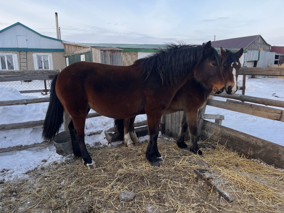 Продам кобыл жеребые