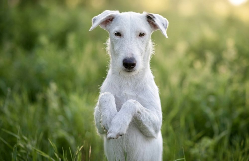 Активная и умная Буля ждет семью