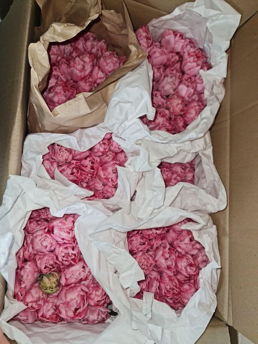 Тюльпаны большие с доставкой и бесплатной упаковкой