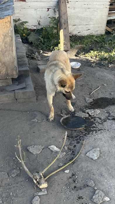 Отдам соьаку кобель