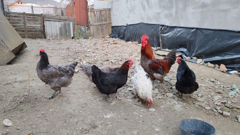 Ouă pt incubat Marans