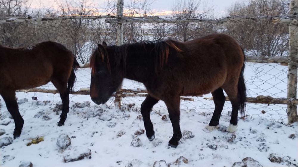 Продам кобылу 1.5 года